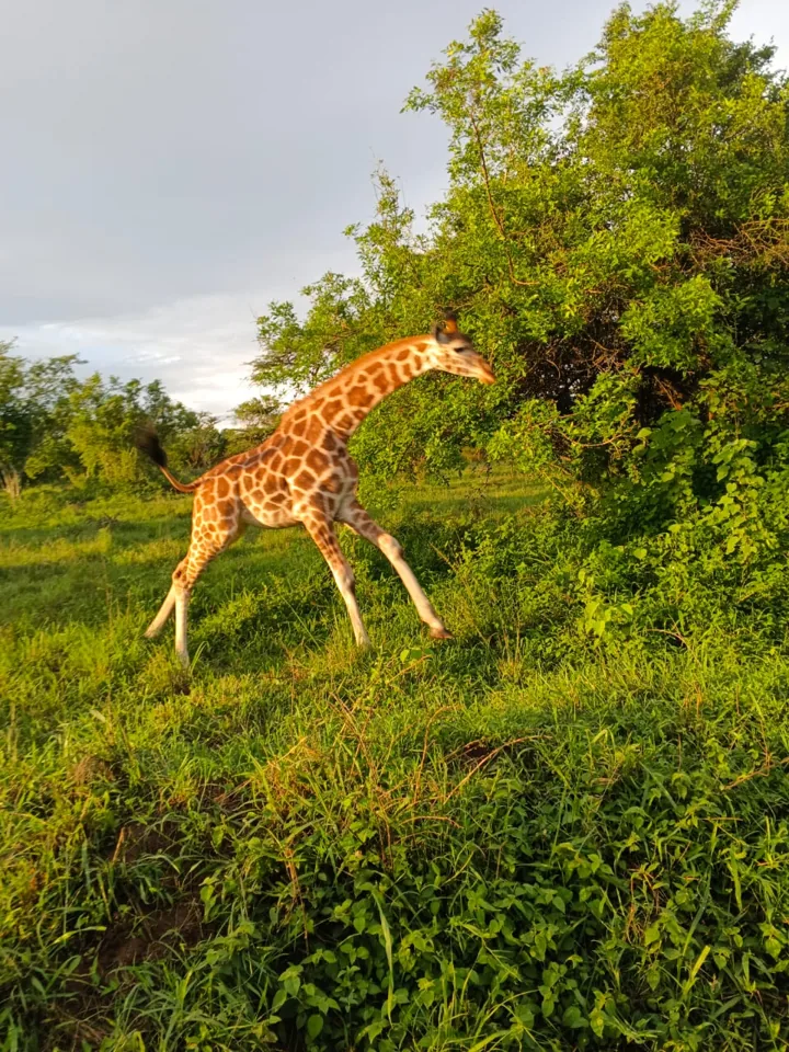 Giraffe browsing in sunlit green bush