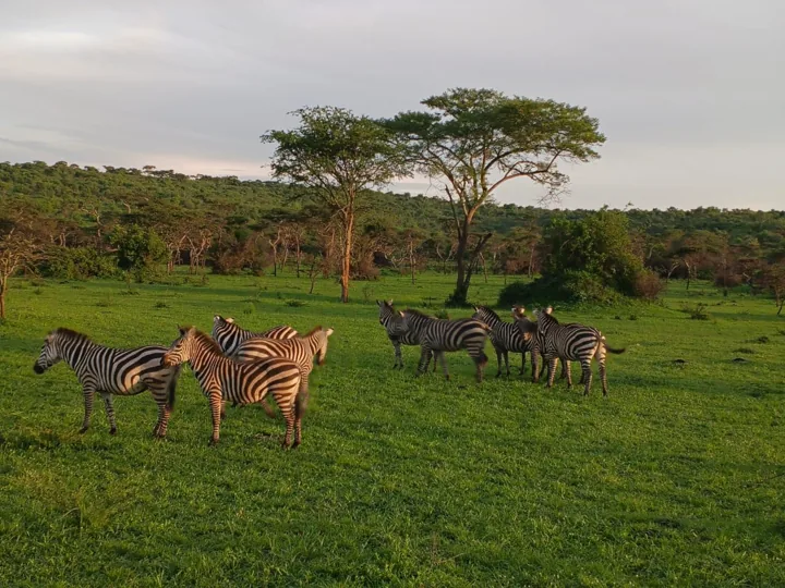 Zebras grazing in open green savannah