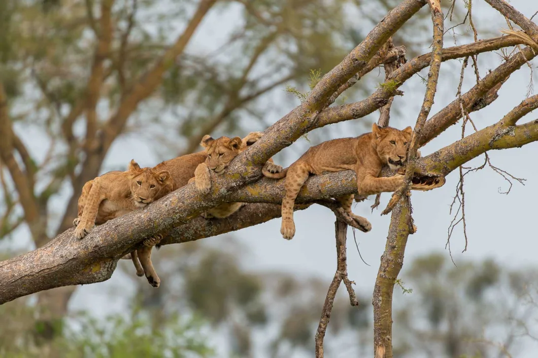 Queen Elizabeth National Park landscape in western Uganda
