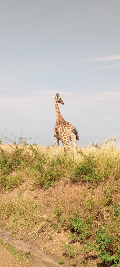Giraffes on a savannah ridge