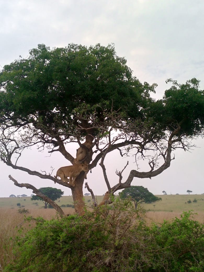 Tree-climbing lions in Queen Elizabeth National Park