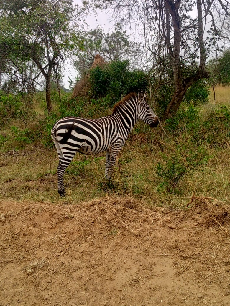 Zebra in an open woodland landscape