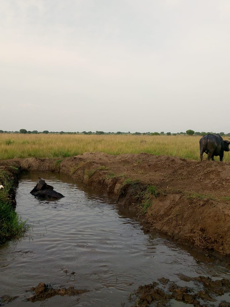 Buffalo resting in a waterhole